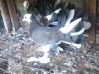 Young Pair Pigeon