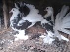 Young Pair Pigeons