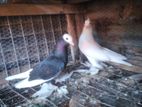 Pigeons