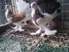 Pigeons