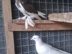 Pigeon Pair