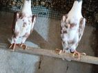 Young Pairs - English Carrier Pigeons