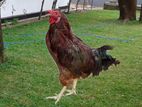 Young Rooster (cockerel) for Sale