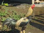 Young Rooster