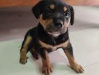 Rottweiler Puppy