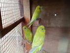 Budgerigar Birds