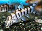 Yoyo Loach