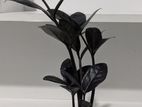 Zamia Dark Table Decor Plant