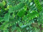 Zamloculcas (lucky Plant)