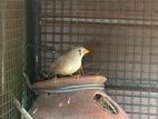 Zebra Finches Female