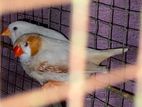 Zebra finches