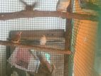 Zebra Finches