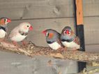 Zebra Finch