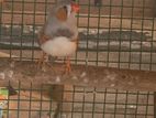 Zebra Finches Male