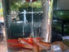 Zeebra Breeding Size