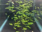Zebra Fish