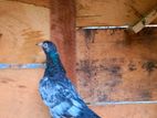 Zeera Golden Pigeons