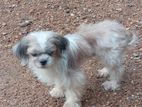 Shitzu Female Dog