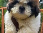 Shihtzu Puppy