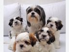 Shih Tzu Puppies