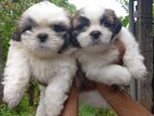 Shih Tzu Puppies