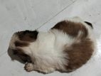 Shih Tzu Puppies