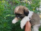 Shih Tzu Puppies for Kind Home
