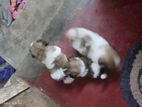Shih Tzu Puppy