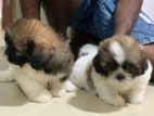 Shih Tzu Puppies