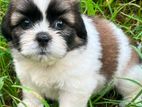 Shih Tzu Puppy