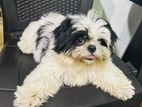 Shih Tzu Puppies