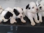 Shitzu Puppies