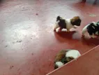 Shih Tzu Puppy