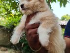Shih Tzu Puppy