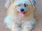 Shih Tzu Puppy