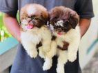 Shih Tzu Puppies