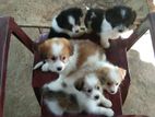 Shih Tzu Puppies