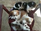 Shih Tzu Puppies