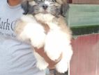 Shih Tzu Puppy