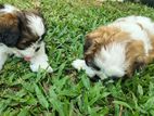 Shihtzu Puppy