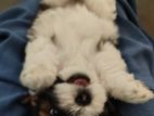 Shih Tzu Puppy