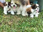 Shitzu Puppies