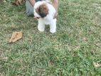 Shih Tzu Puppy