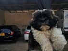 Shih Tzu Puppies