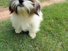 Shitzu Dog
