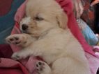 zitzu