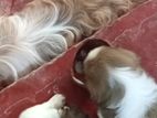 Zitzu