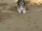 Shih Tzu Puppies
