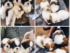 Shih Tzu Puppies