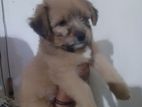 Shih Tzu Puppy